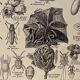 Lithograph on insect pests from 1921