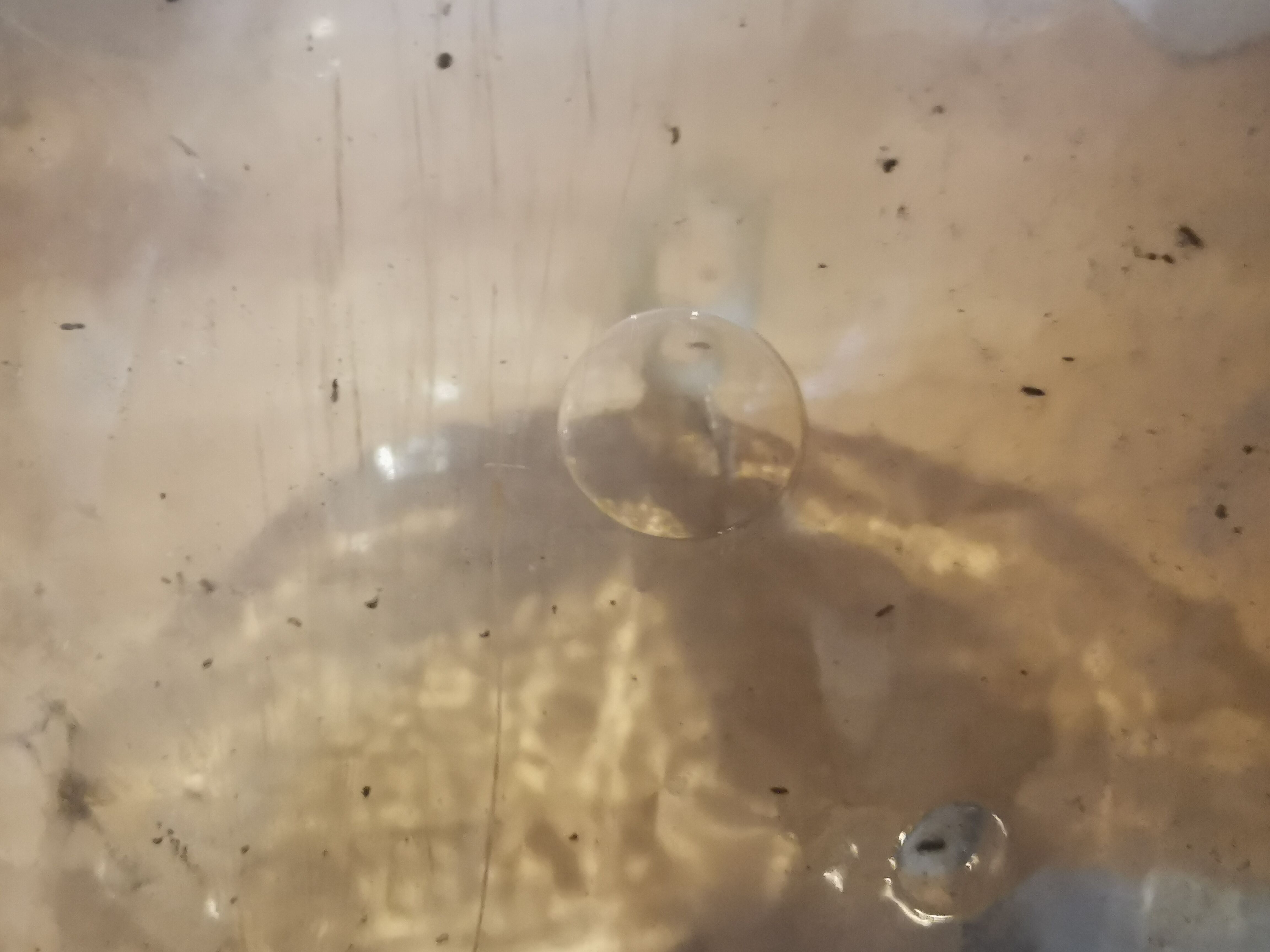 Demijohn 80l blown glass