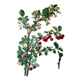 Cotton botanical board
