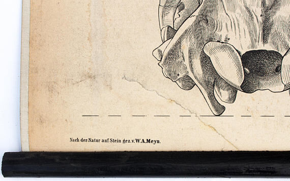 Breeding poster Hermann von Nathusius 1859