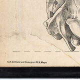 Breeding poster Hermann von Nathusius 1859