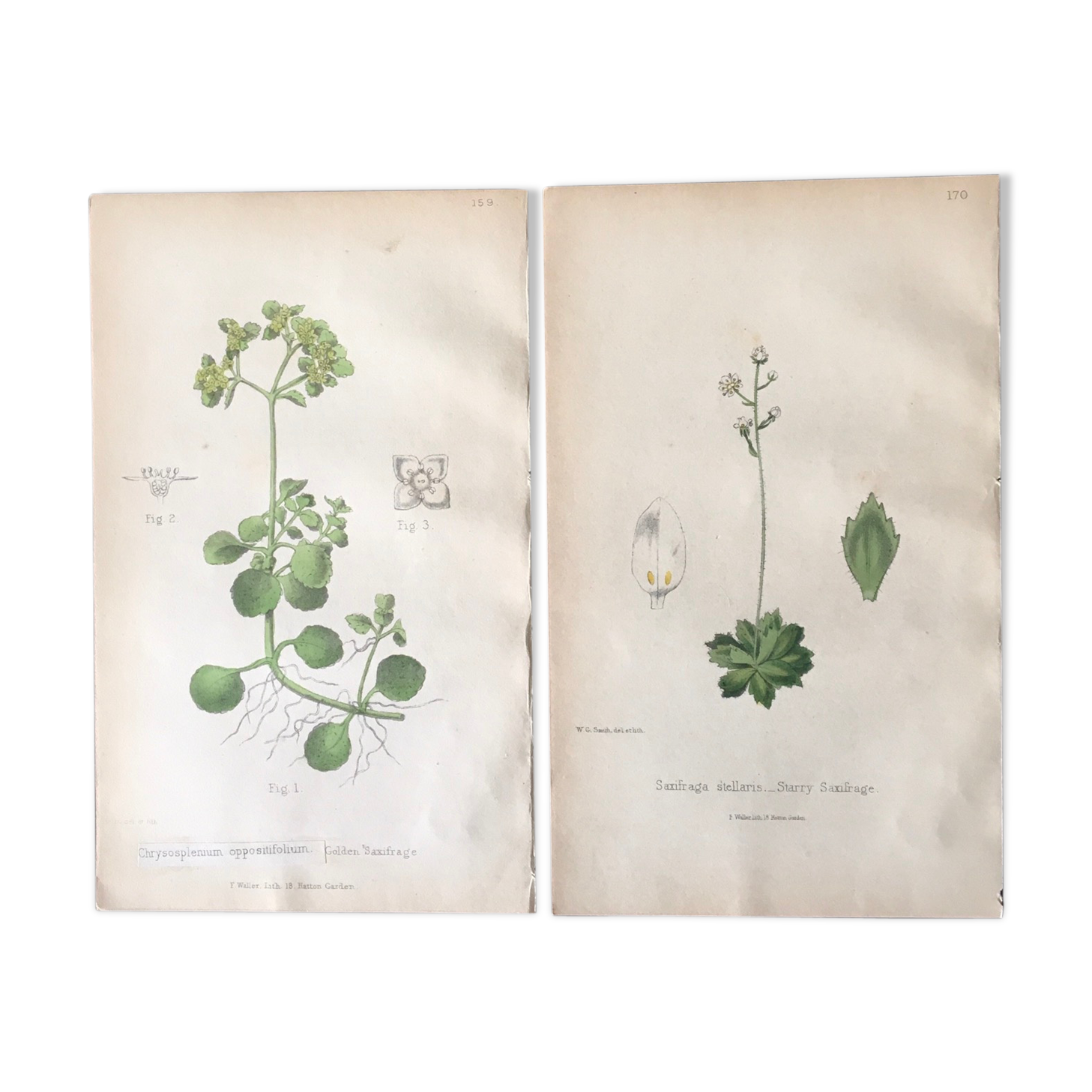 Two English botanical boards, 1878