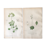 Two English botanical boards, 1878