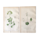 Deux planches botaniques anglaises, 1878