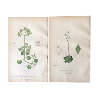 Two English botanical boards, 1878