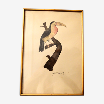 Toucan - 19th century watercolour original drawing