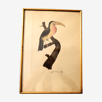 Toucan - Dessin original aquarellé du XIXème signé