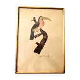 Toucan - Dessin original aquarellé du XIXème signé