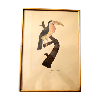 Toucan - 19th century watercolour original drawing