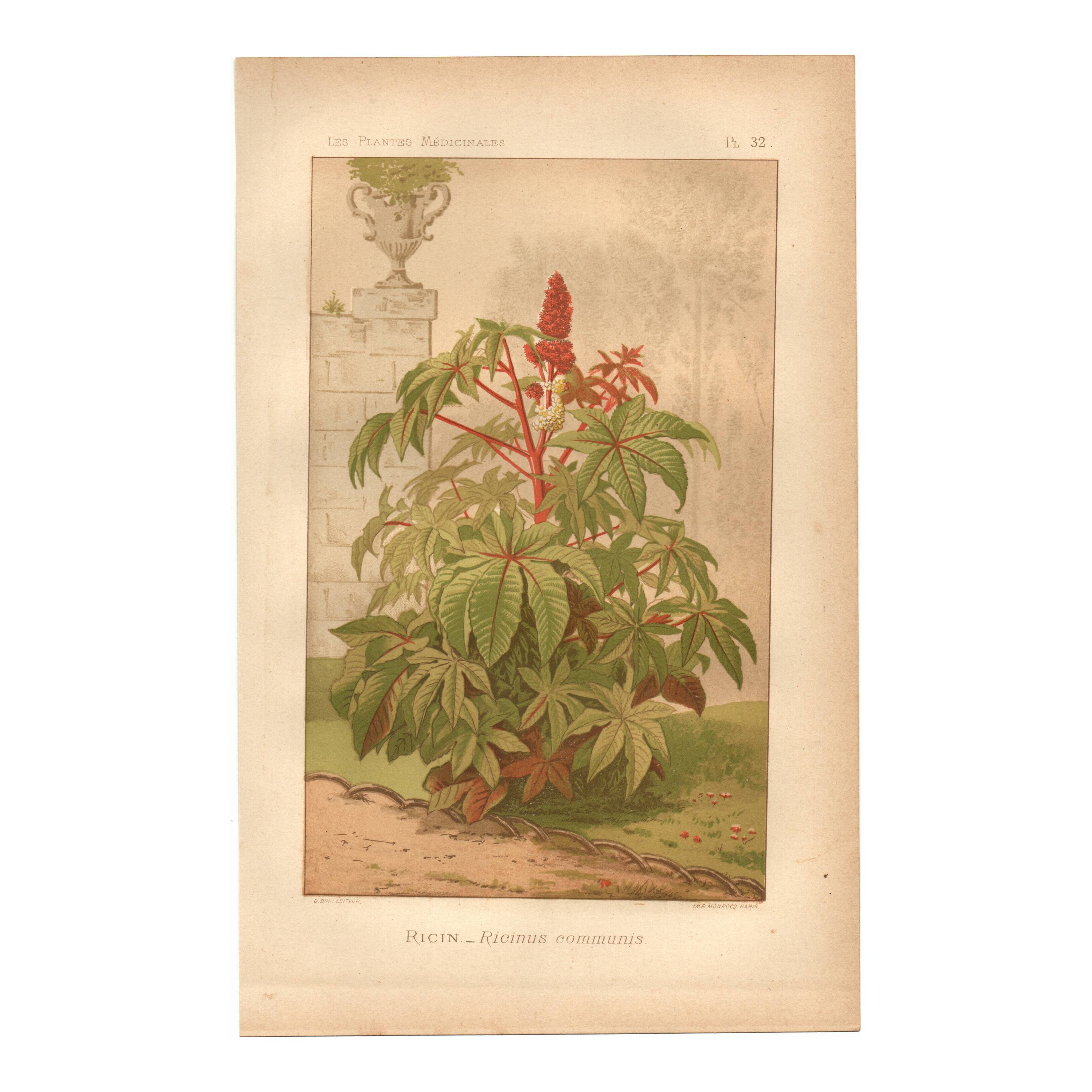 Botanical engraving from 1889 - Castor oil plant - Antique lithograph of a flower. Plate.