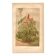 Gravure botanique de 1889 - Ricin - Lithographie ancienne de fleur