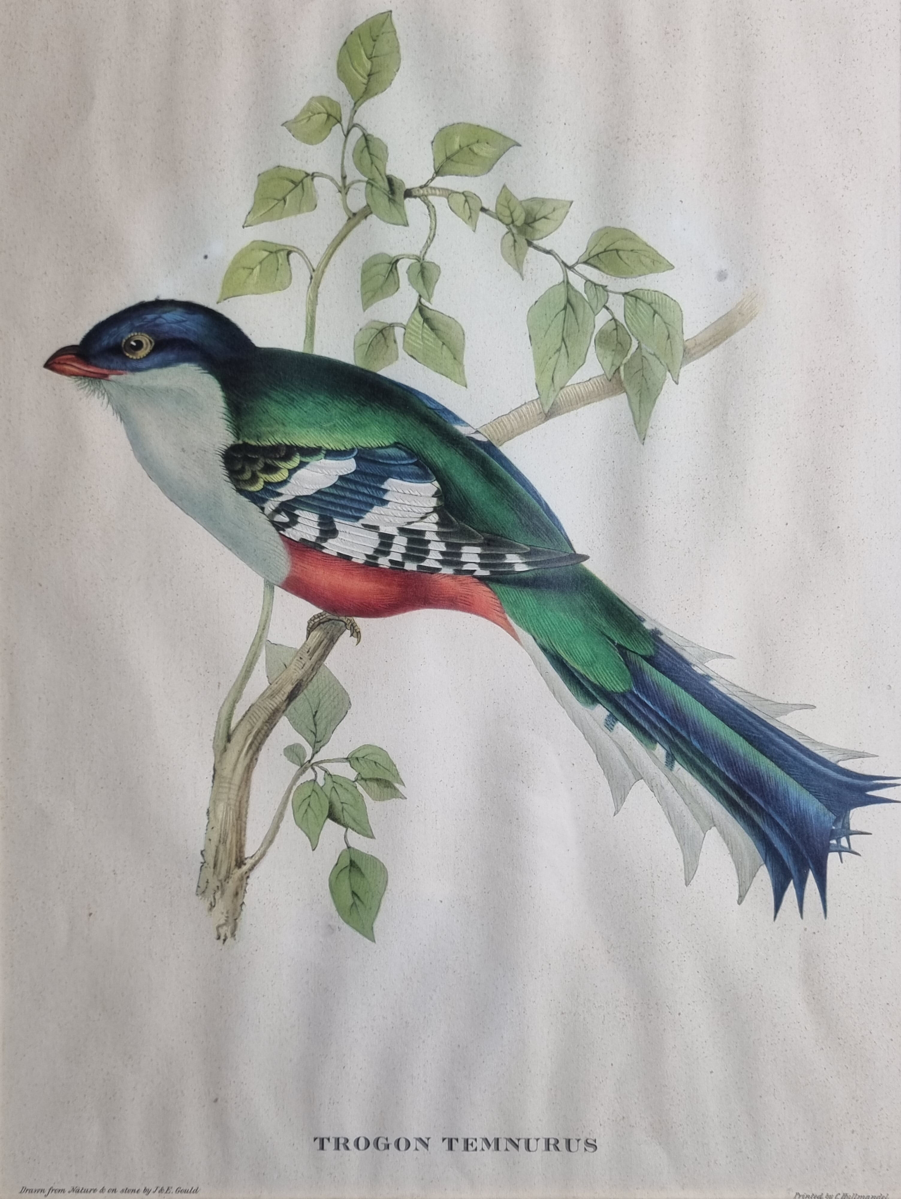 Two orthinological plates framed vintage, after J. & E. Gould (1955)