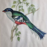 Two orthinological plates framed vintage, after J. & E. Gould (1955)