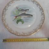 Lot of fish plates