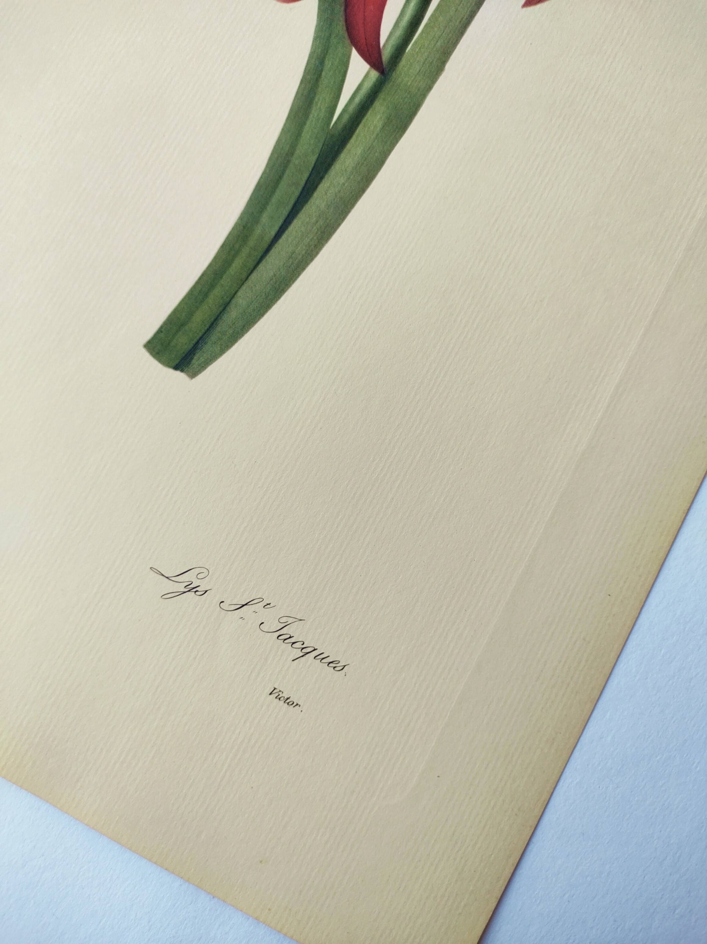 Antique botanical engraving -1955- Amaryllis - St. Jacques Lily- by PJ. Redouté. Vintage nature