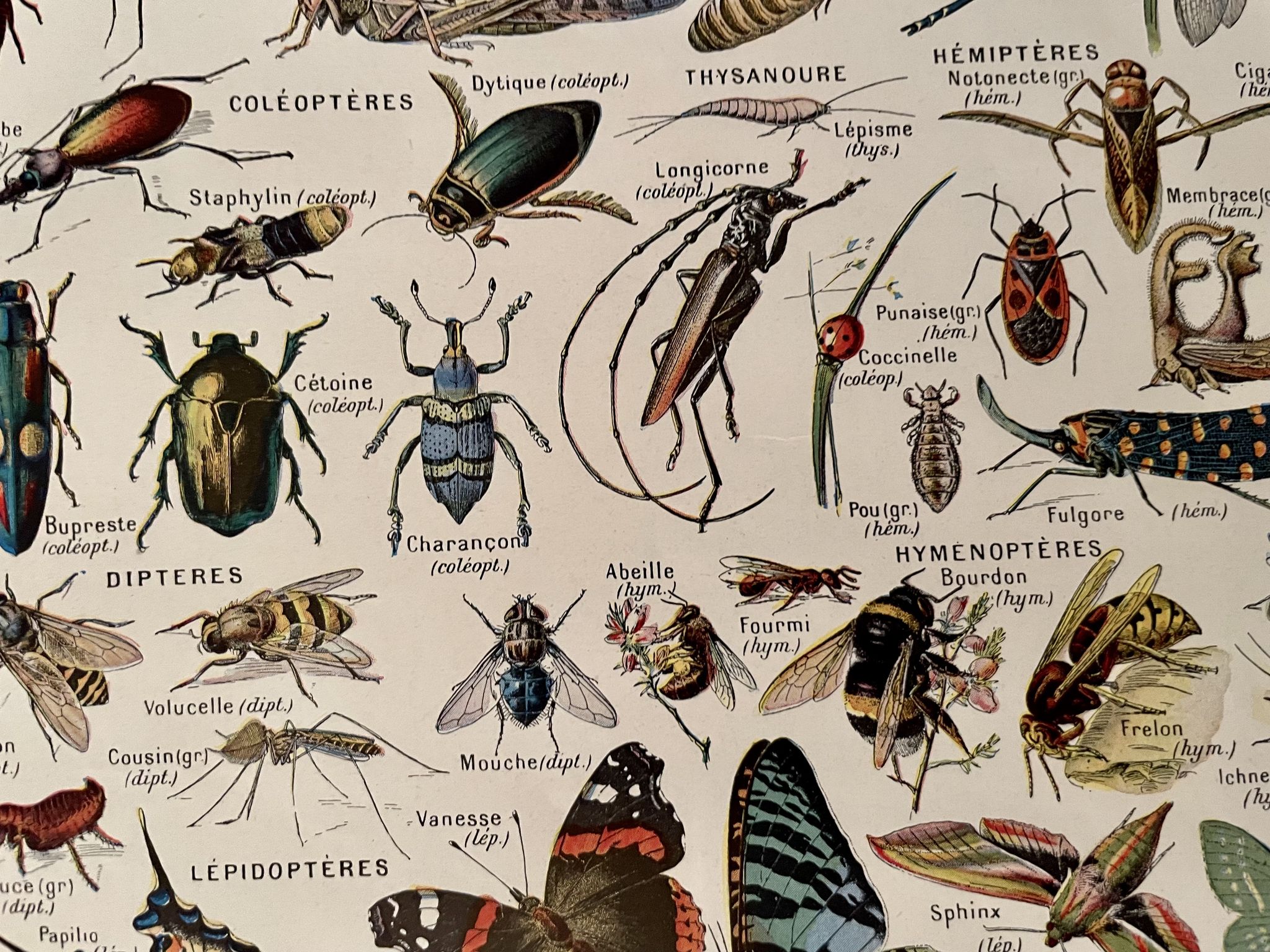 Lithographie sur les insectes, crustacés et arthropodes - 1920
