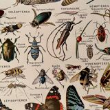 Lithograph on insects, crustaceans and arthropods - 1920