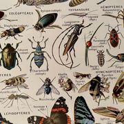 Lithographie sur les insectes, crustacés et arthropodes - 1920