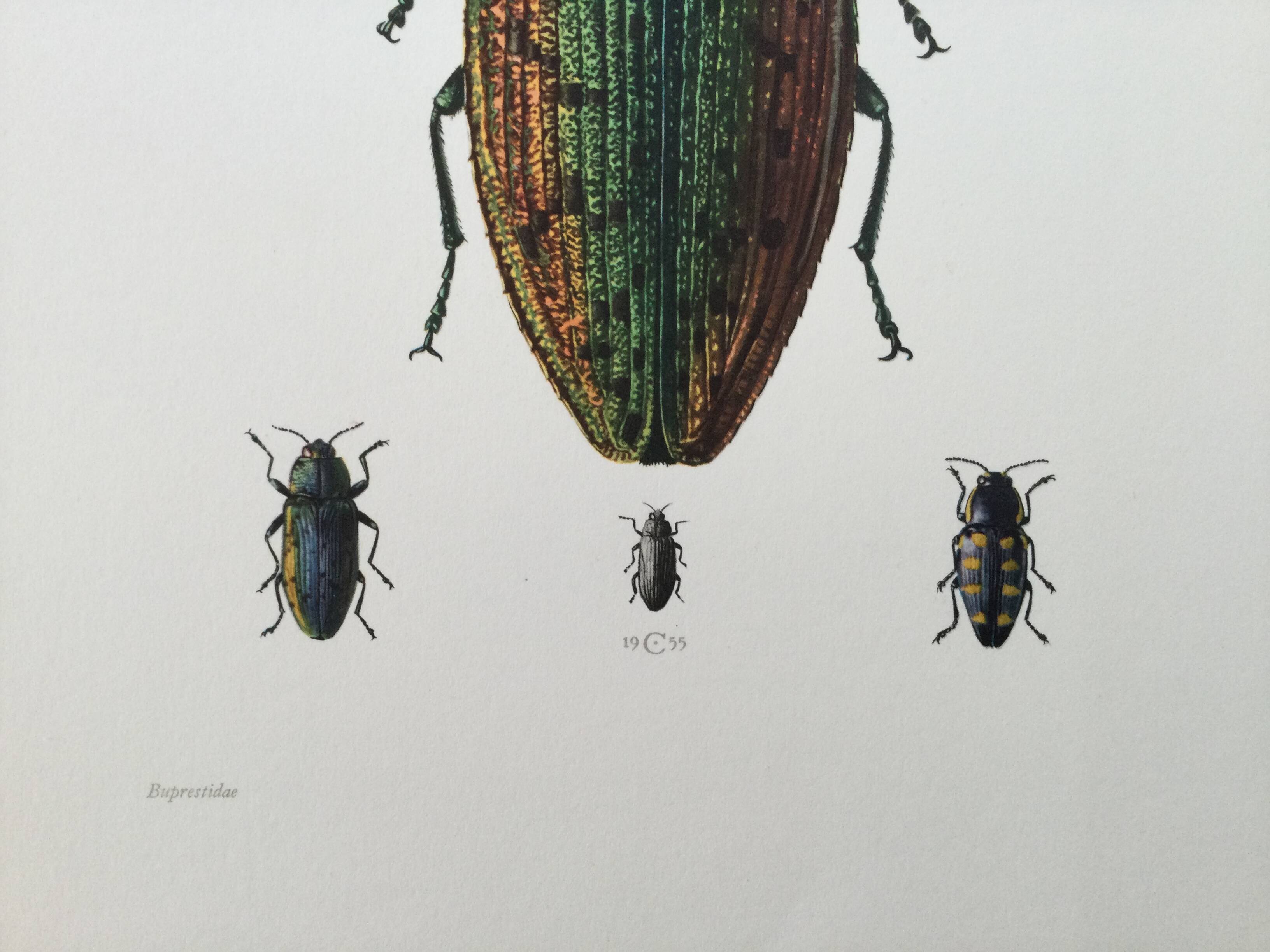 Vintage insect print. Original plate 1969.