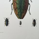 Vintage insect print. Original plate 1969.