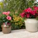 Brown stoneware jar