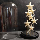 Cabinet of Curiosities globe with white starfish protoreaster nodosus
