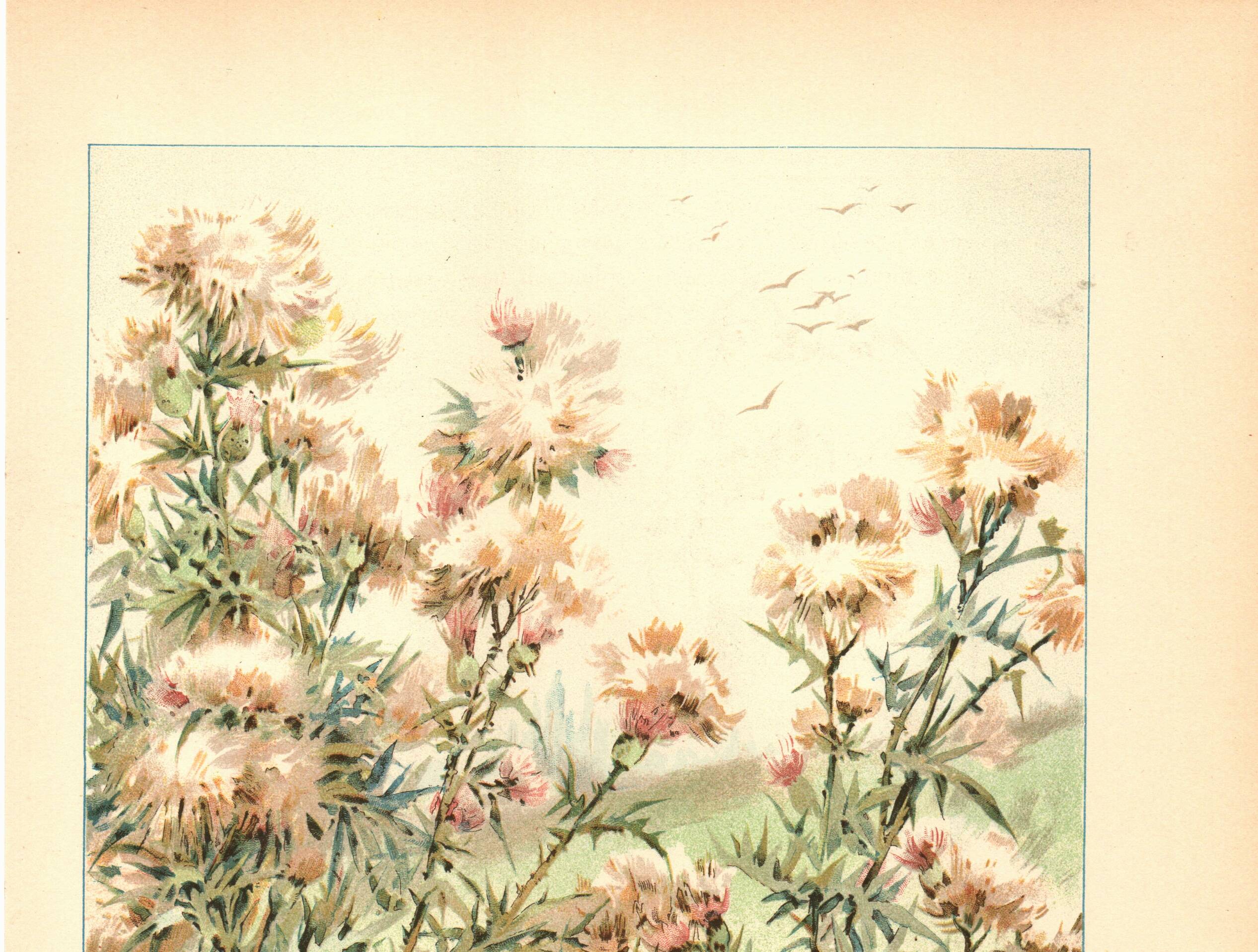 Art Nouveau Engraving 1896 - Wild Thistles - by G. Fraipont - Botany