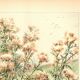 Art Nouveau Engraving 1896 - Wild Thistles - by G. Fraipont - Botany