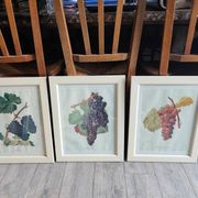 Framed reproduction lithograph of the ampelography treaty by Viala 1901.