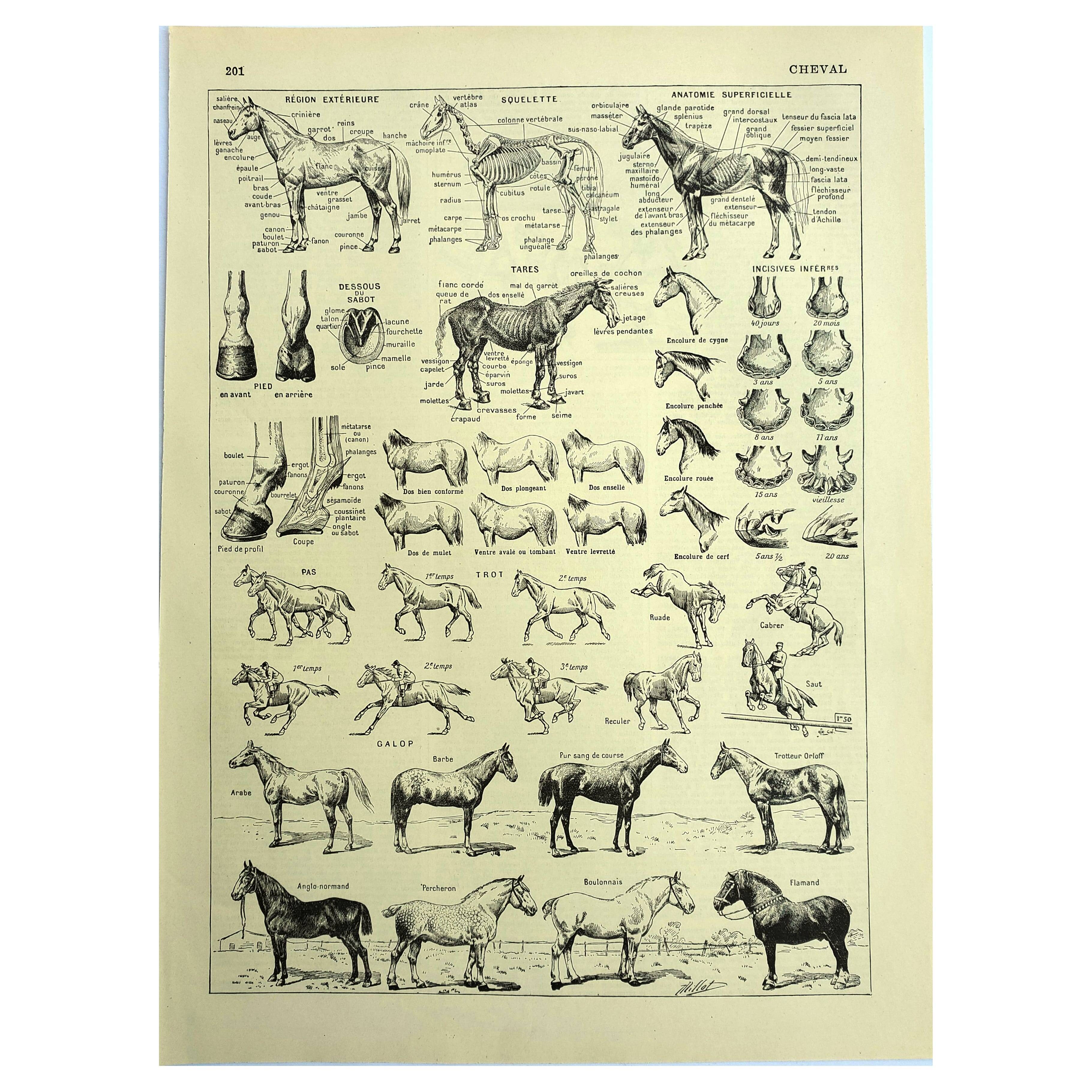 Old engraving 1928 - Horse by A. Millot - vintage equestrian print