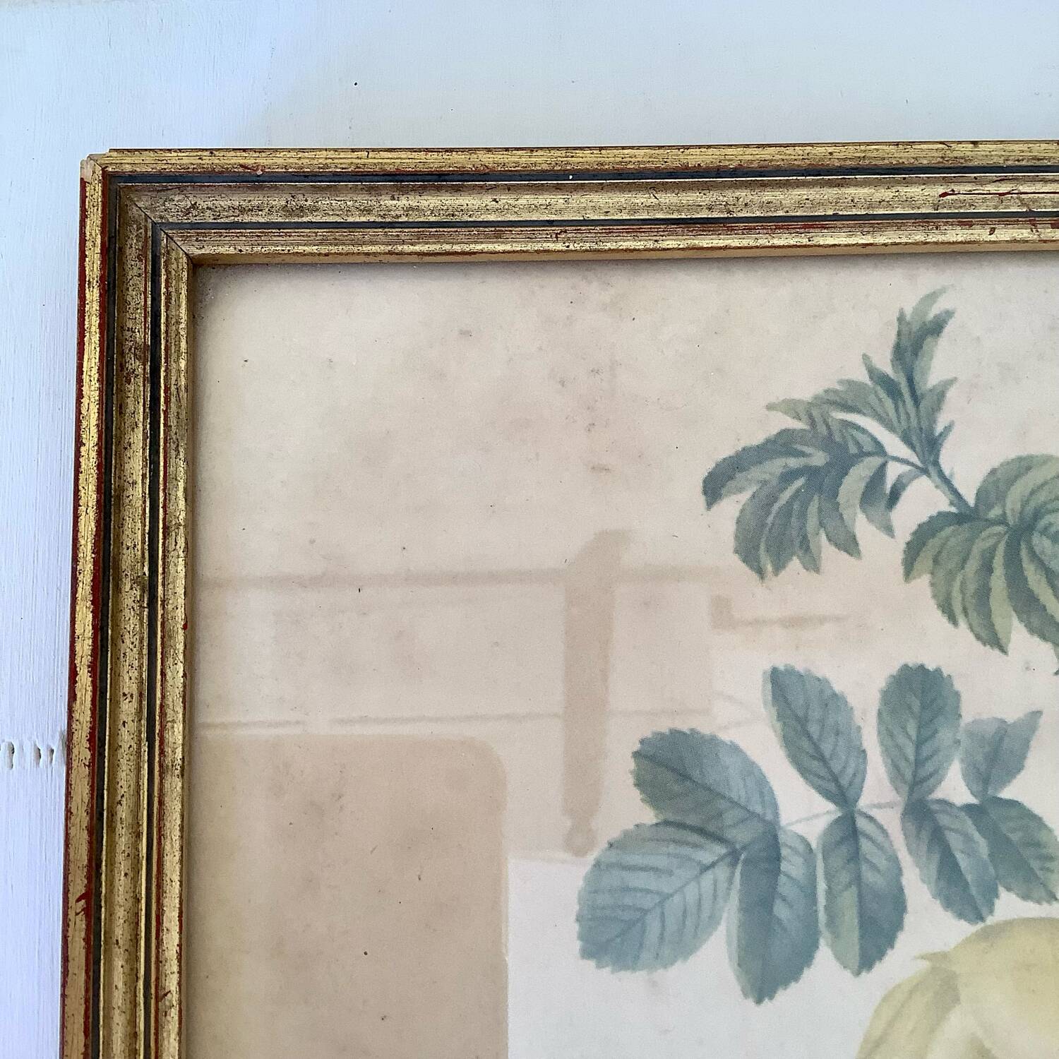 Botanical lithograph by Pierre Joseph Redouté