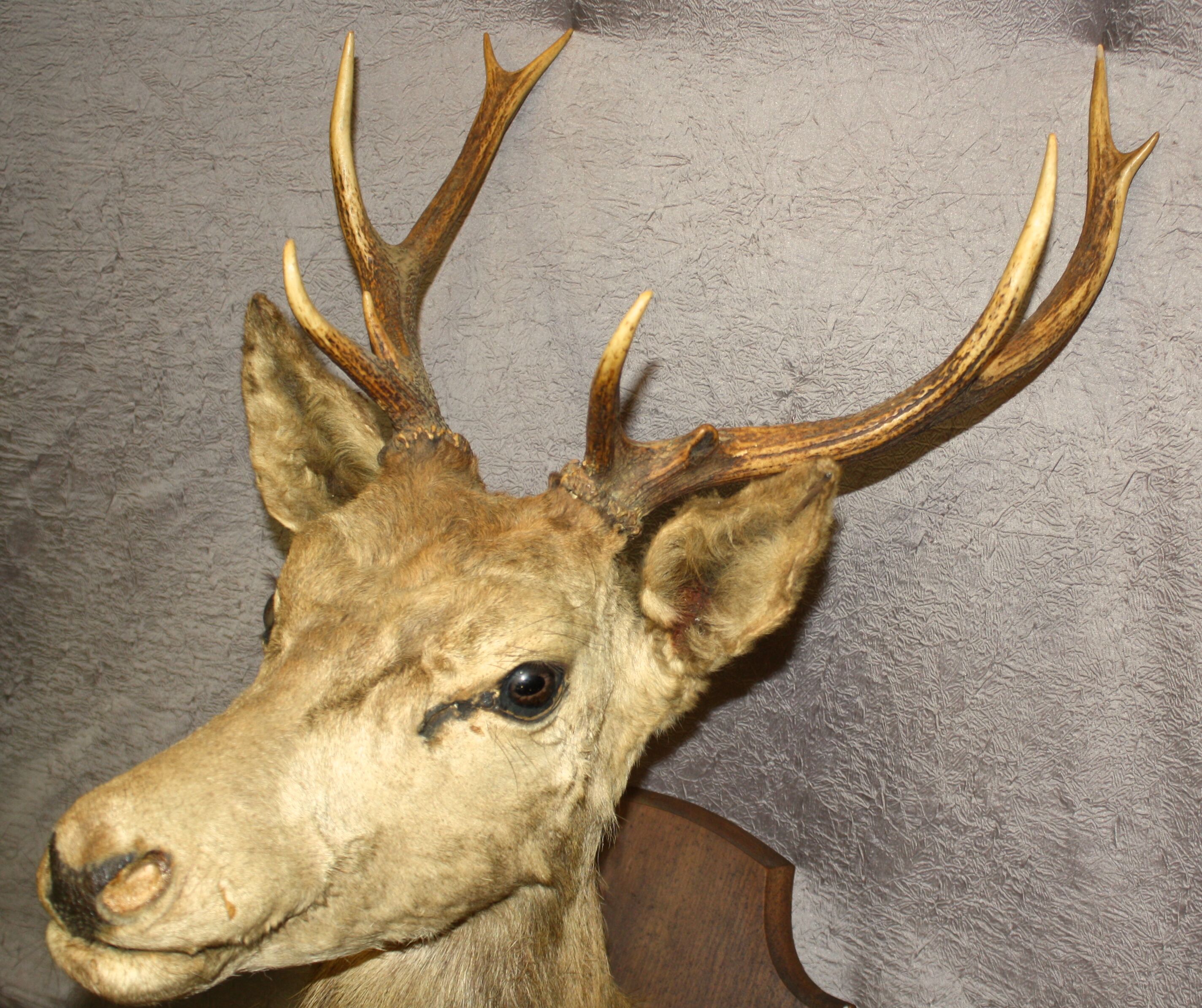 Deer head 10 horns