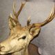 Deer head 10 horns