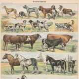 Planche ancienne sur les mammifères, 1897