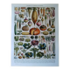 Original lithograph on vegetables