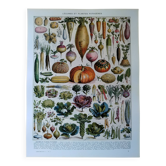 Original lithograph on vegetables