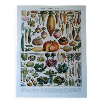 Original lithograph on vegetables