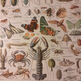 Lithograph on arthropods from 1922