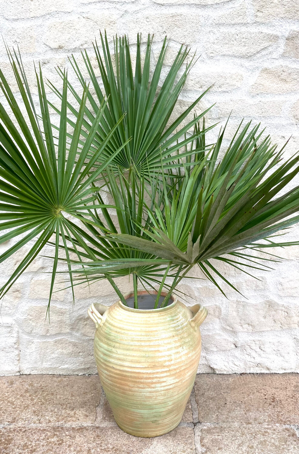Terracotta jar 50cm