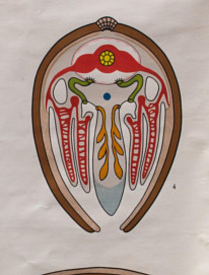 Displays "Mollusca" plans of construction in the animal Kingdom Verlag Berlin 1967 Gamke Gerhard