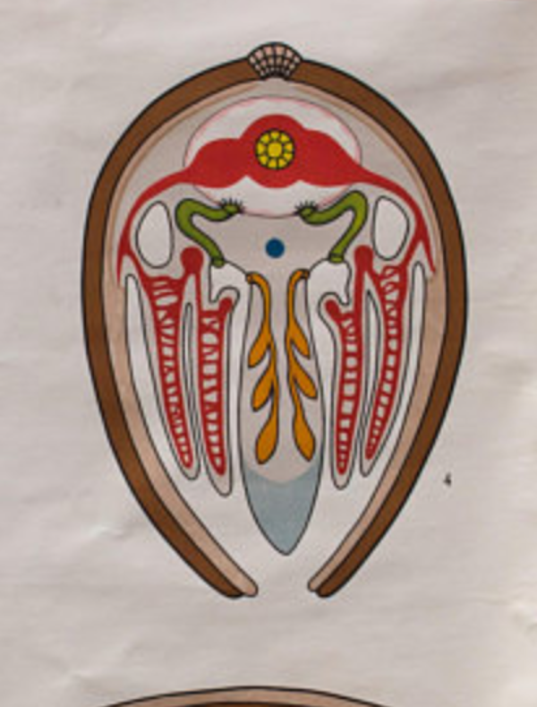 Affiche ''Mollusca'' plans de construction dans le règne animal Verlag Gerhard Gamke Berlin 1967