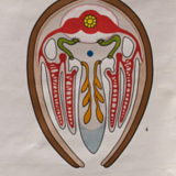 Affiche "Mollusca" plans de construction dans le règne animal Verlag Gerhard Gamke Berlin 1967