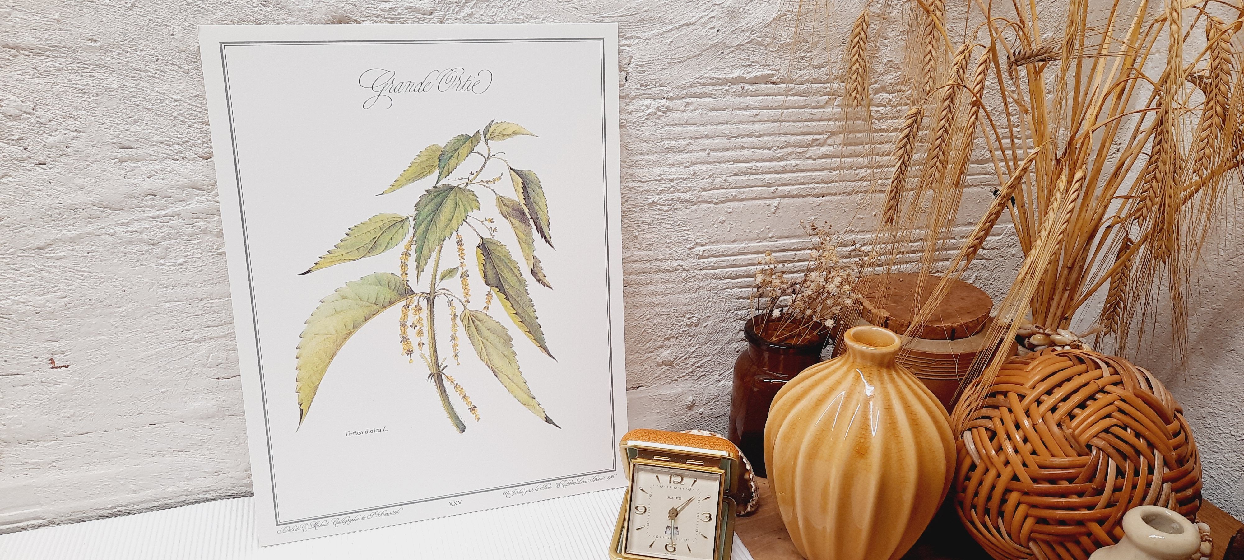 Botanical plate, nettle