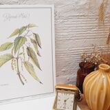 Botanical plate, nettle