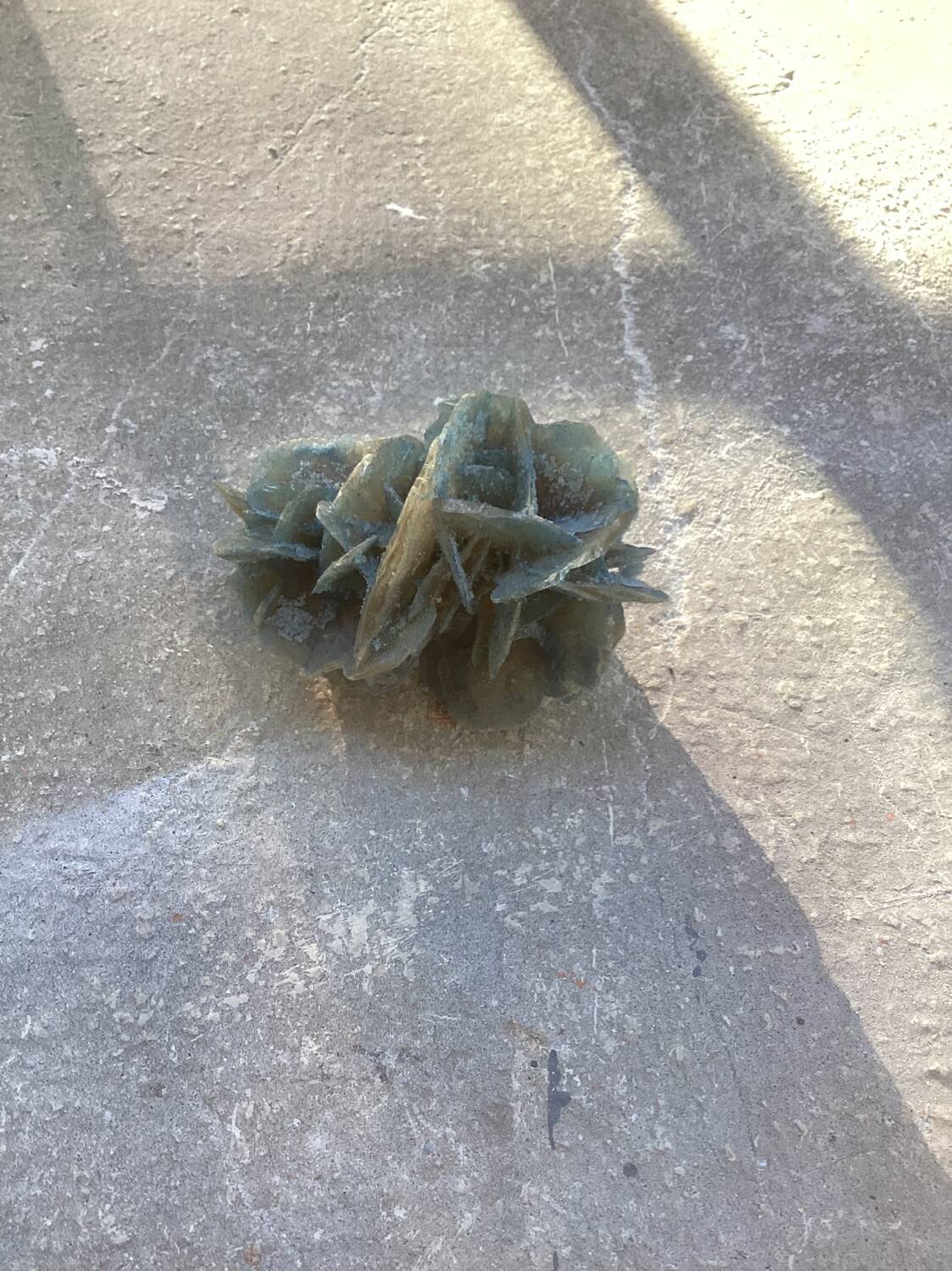 Small blue tinted sand rose