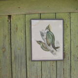 Pair of engravings "with birds"
