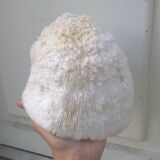 White coral