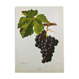 Rare vine botanical board