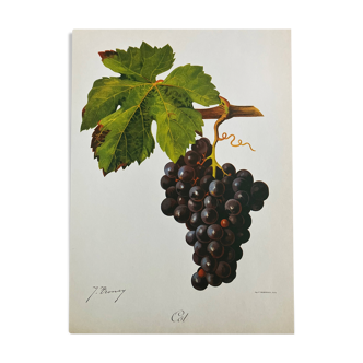 Rare vine botanical board