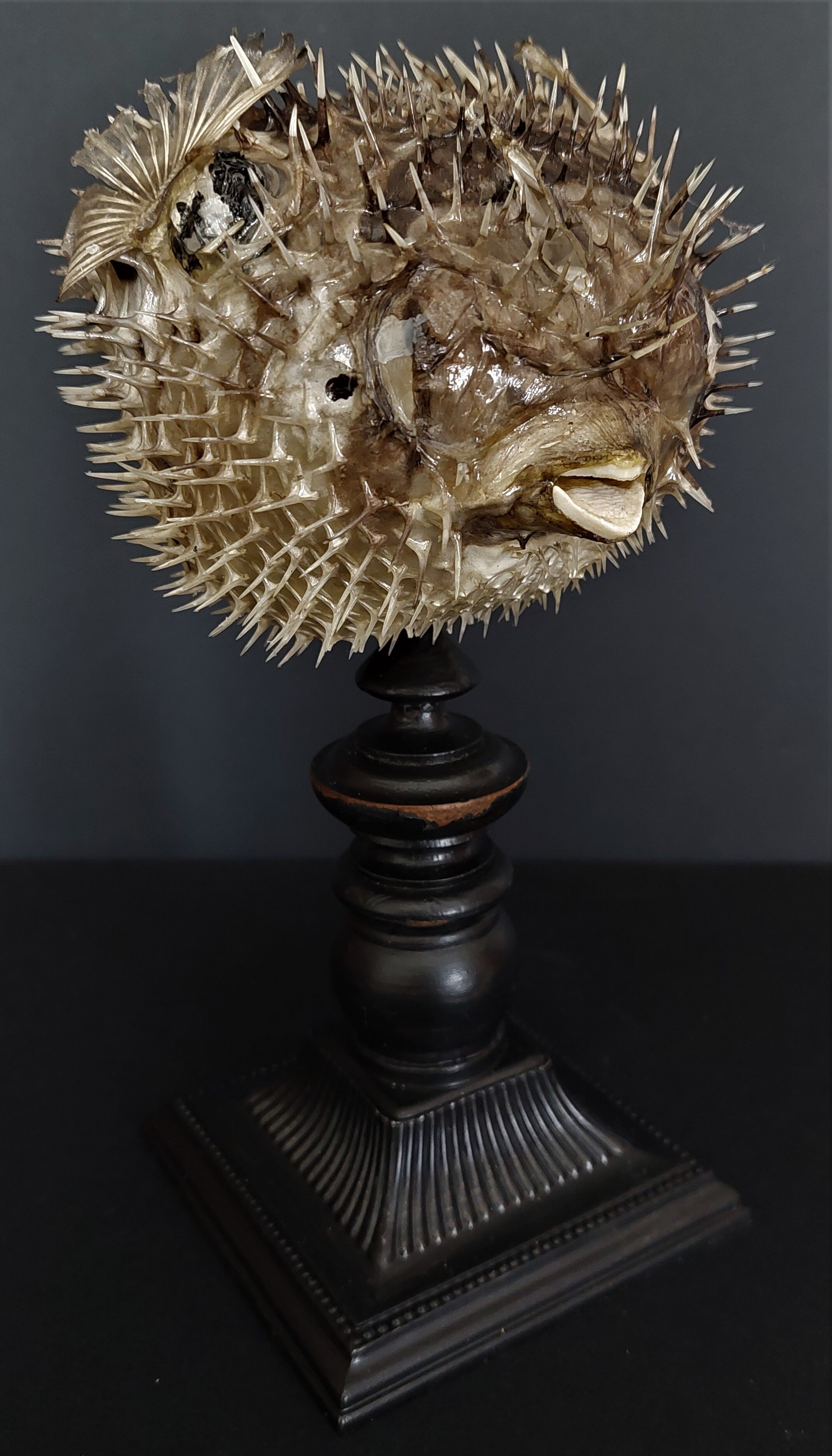 Naturalized fish diodon holocanthus on base